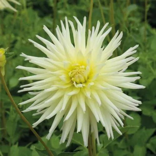 Lukovica Georgina, dalija - Dahlia P - Cactus Shooting Star 1/1