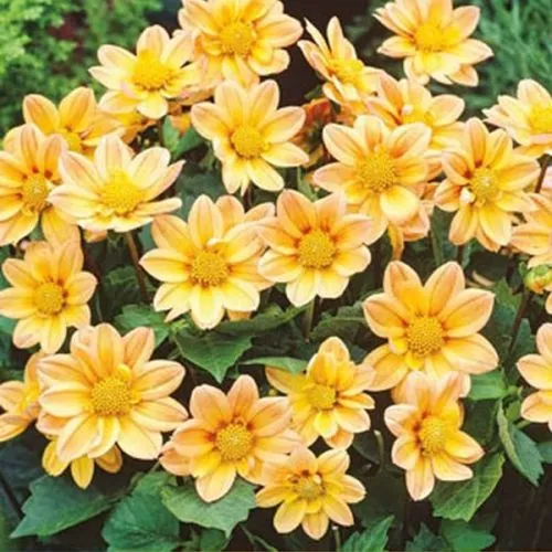 Lukovica Georgina, dalija - Dahlia P - Topmix Apricot 1/1