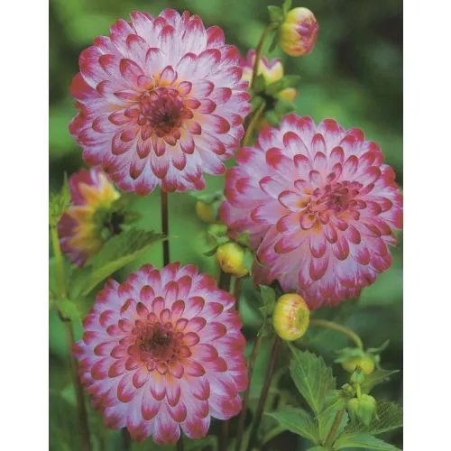 Lukovica Georgina, dalija - Dahlia Pompon Little Roberth 1/1