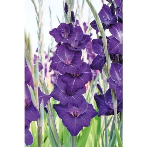Lukovica Gladiola, sabljica - Gladiolus P Violetta 6/1
