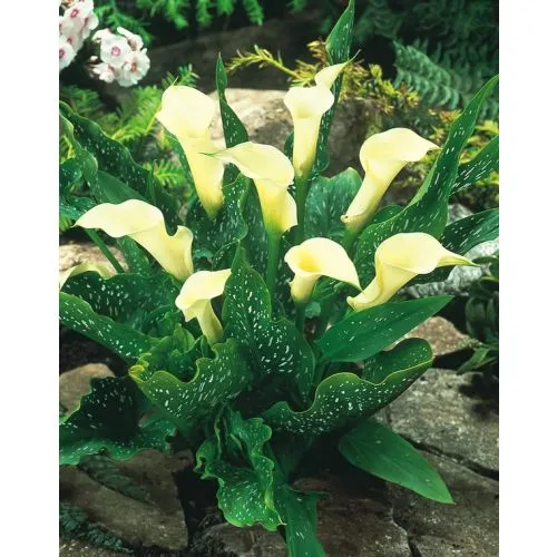 Lukovica Kala - Calla Albomaculata 2/1