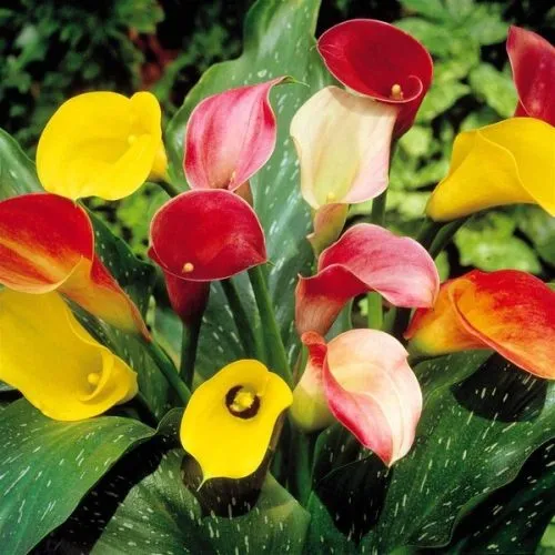 Lukovica Kala - Calla Mix 3/1