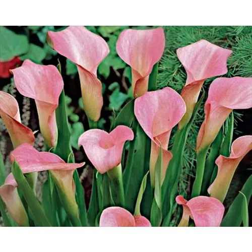 Lukovica Kala - Calla Rehmannii 2/1