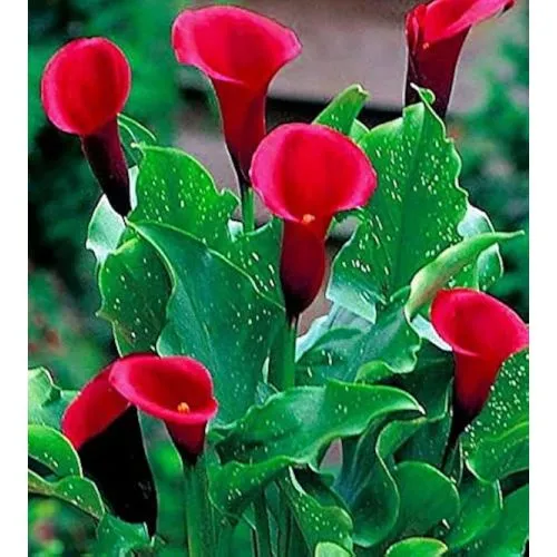 Lukovica Kala - Calla Zantedeschia California Red 2/1
