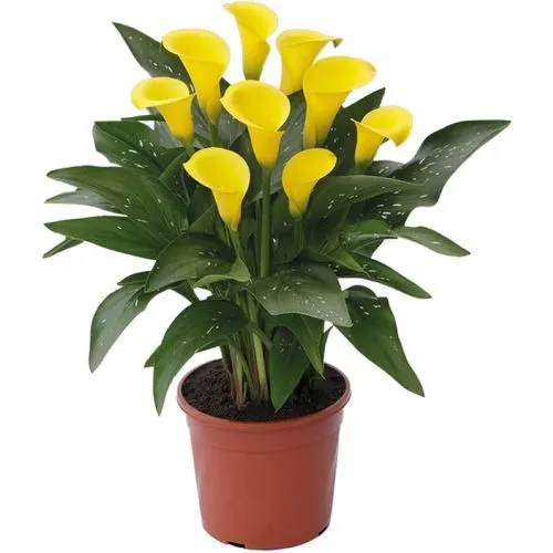 Lukovica Kala - Calla Zantedeschia Millenium Gold 2/1