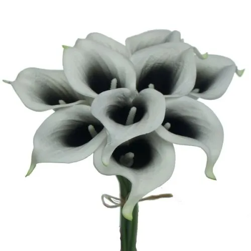 Lukovica Kala - Calla Zantedeschia Picasso 2/1