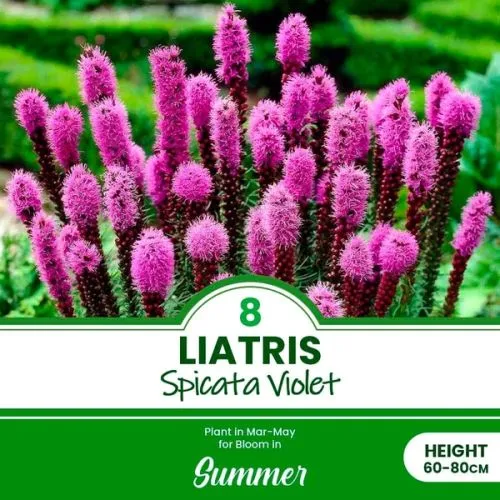 Lukovica Kraljevski klas, liatris - Liatris Spicata Violet 8/1