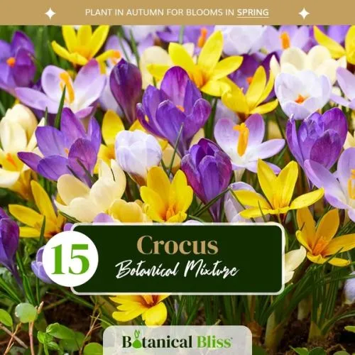 Lukovica Krokus, šafran - Crocus Botanical Mix 15/1