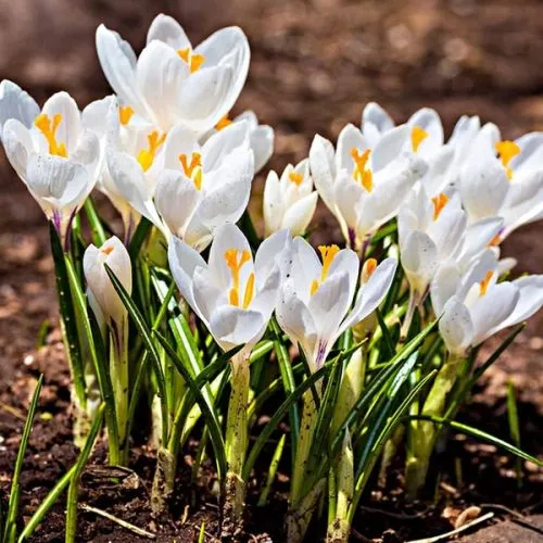 Lukovica Krokus, šafran - Crocus Jeanne d'Arc 8/1