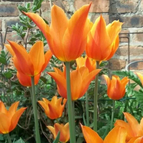 Lukovica Lala, tulipan - Tulipa Ballerina 10/1