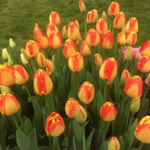 Lukovica Lala, tulipan - Tulipa Banja Luka 10/1