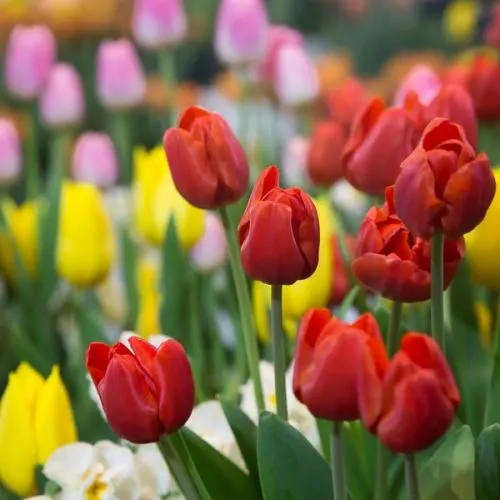 Lukovica Lala, tulipan - Tulipa Darwin Hybrid Mix 5/1