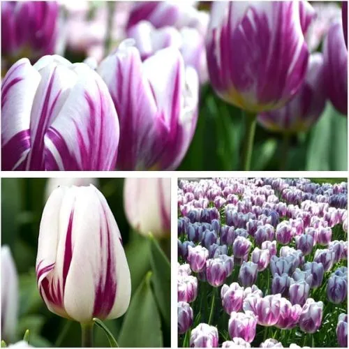 Lukovica Lala, tulipan - Tulipa Flaming Flag 10/1