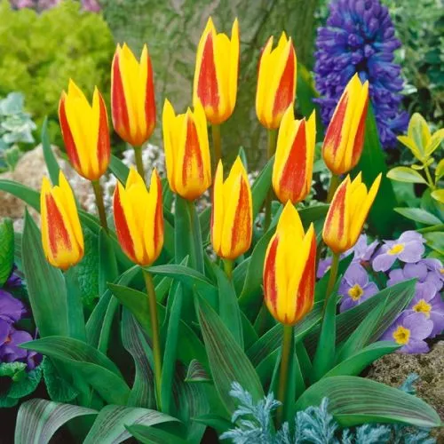 Lukovica Lala, tulipan - Tulipa Giuseppe Verdi 10/1