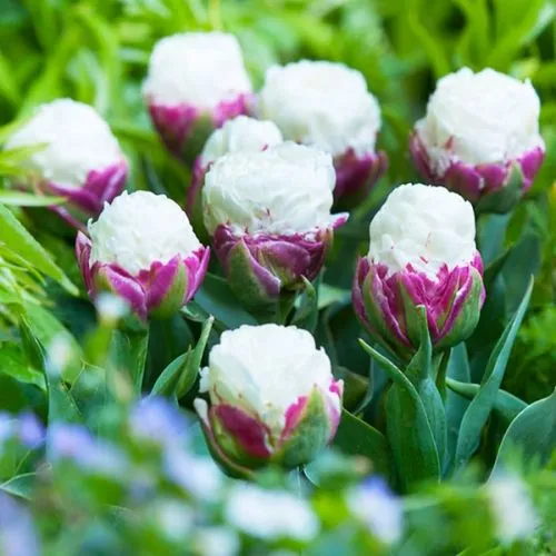 Lukovica Lala, tulipan - Tulipa Ice Cream 3/1
