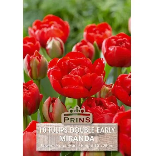 Lukovica Lala, tulipan - Tulipa Miranda 10/1