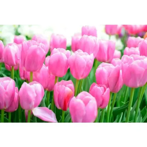 Lukovica Lala, tulipan - Tulipa Pink Promise Mix 10/1