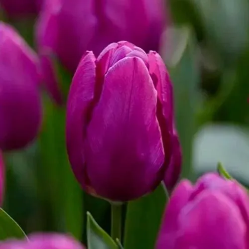 Lukovica Lala, tulipan - Tulipa Purple Prince 10/1