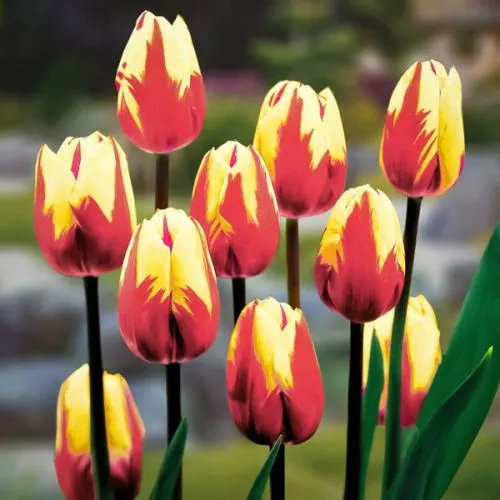 Lukovica Lala, tulipan - Tulipa Rembrandt Mix 10/1