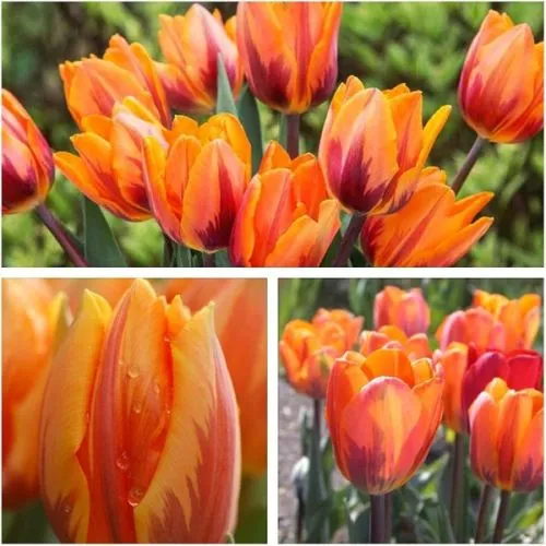 Lukovica Lala, tulipan - Tulipa Single Early Mix 10/1