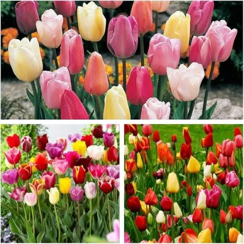 Lukovica Lala, tulipan - Tulipa Triumph Mix 10/1