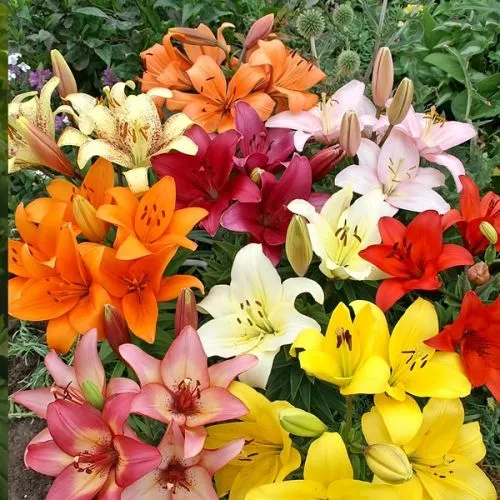 Lukovica Ljiljan - Lilium Asiatic Bi-Color Levi 2/1