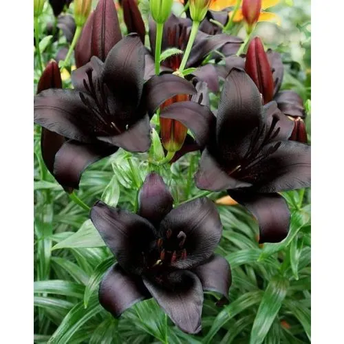 Lukovica Ljiljan - Lilium Asiatic Black 2/1