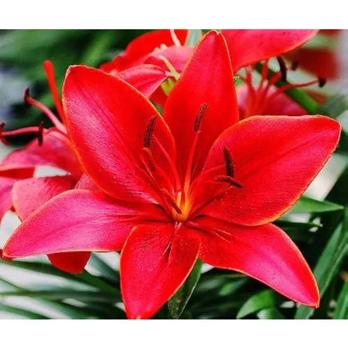 Lukovica Ljiljan - Lilium Asiatic Red 2/1