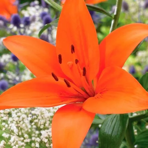 Lukovica Ljiljan - Lilium Orange 1/1