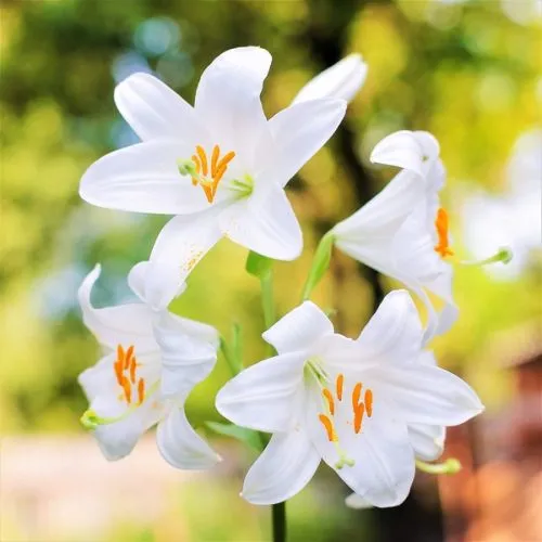 Lukovica Ljiljan - Lilium White 1/1