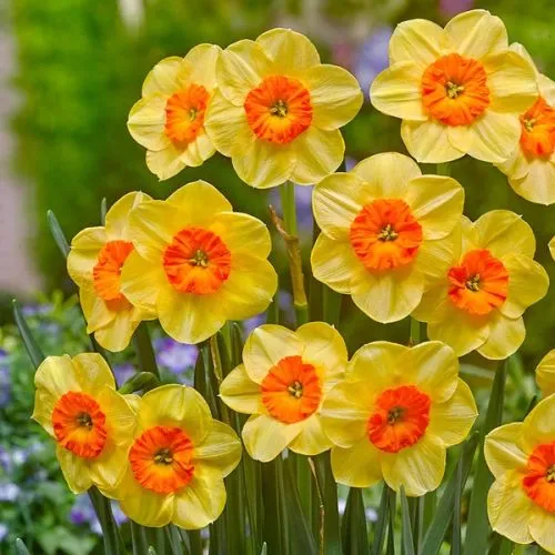 Lukovica Narcis - Narcissus Kedron 5/1