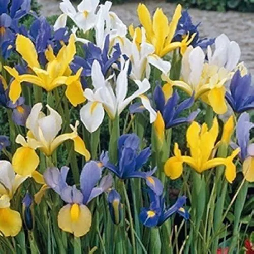 Lukovica Perunika, iris - Iris Hollandica Mix 25/1