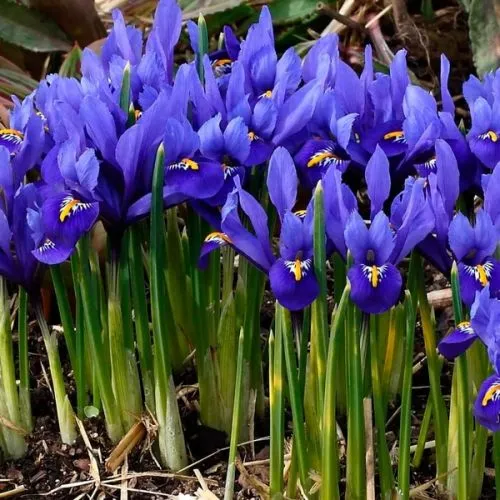 Lukovica Perunika, iris - Iris Reticulata Harmony 12/1