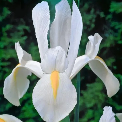 Lukovica Perunika, iris - Iris White Excelsior 25/1