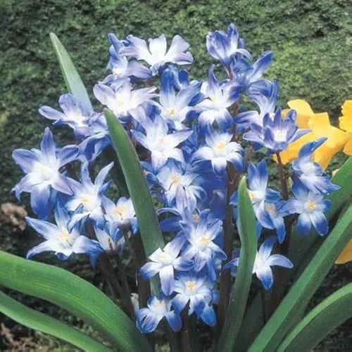 Lukovica Plava snežnica, chionodoxa - Chionodoxa Luciliae 30/1