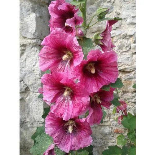Lukovica Slezić, alcea - Alcea P Mix 3/1