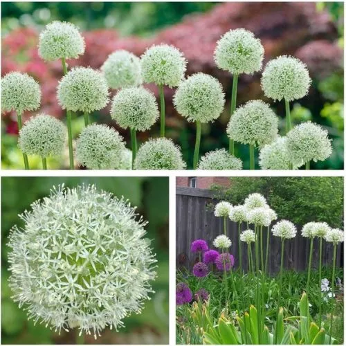 Lukovica Ukrasni luk - Allium Mount Everest 5/1