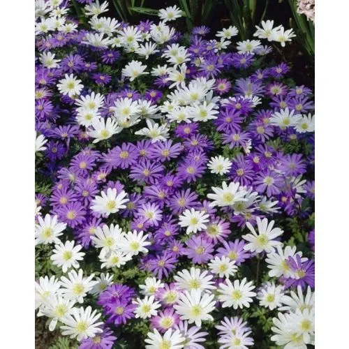 Lukovica Vetrenjača, anemona - Anemone Blanda Mix 25/1
