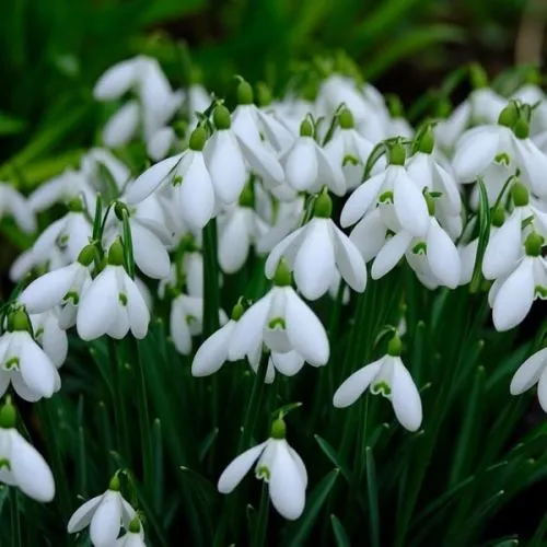 Lukovica Visibaba - Galanthus Ikariae 10/1