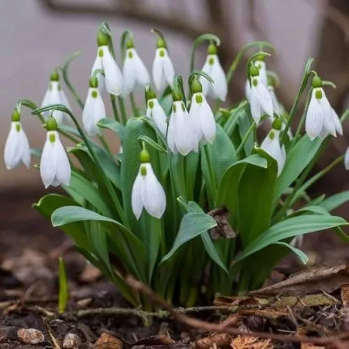 Lukovica Visibaba - Galanthus Ikariae 10/1
