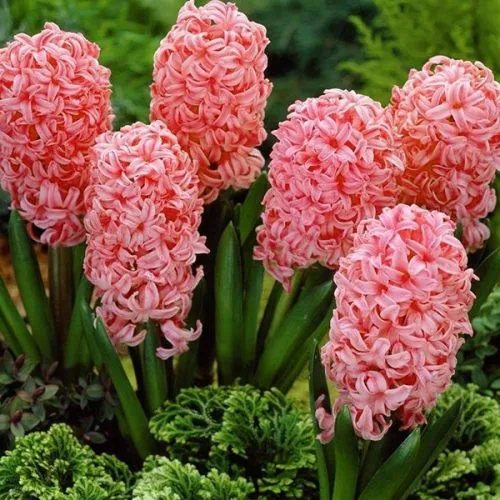 Lukovica Zumbul - Hyacinthus Fondant 3/1