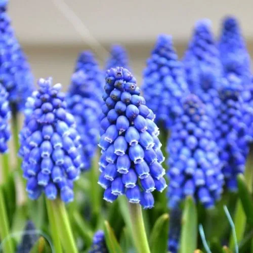 Muscari Armeniacum Blue 25/1
