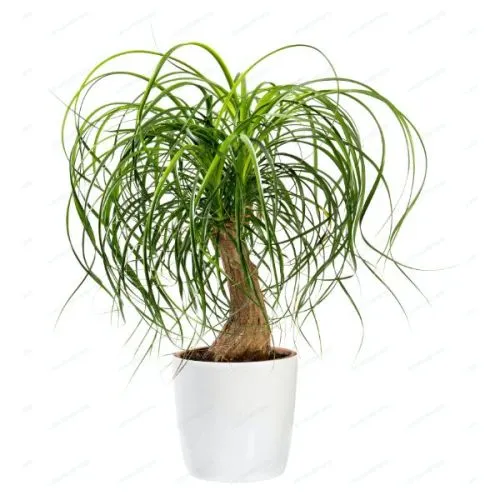 Nolina Recurvata (Beaucarnea) 12/40 3 kop