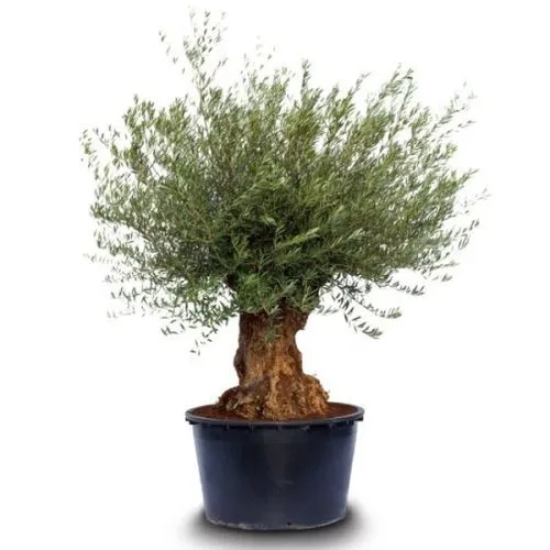 Olea europaea - C160-230 l - bonsai 60/80 cm