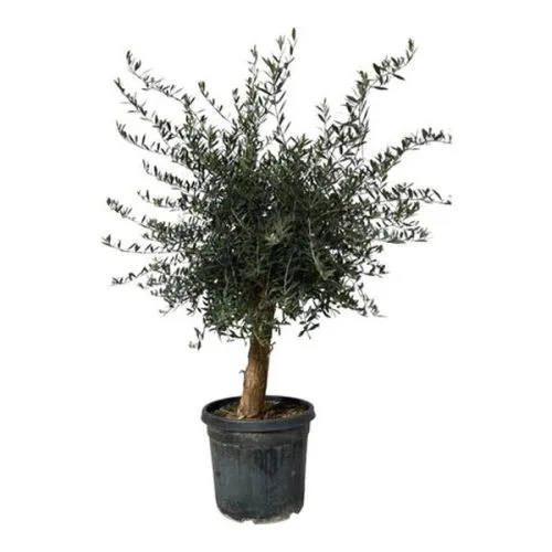 Olea europaea - C230-285 l - 70/100 cm široka kroš