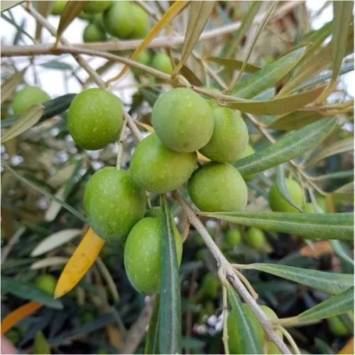 Olea europea - c9 l - kalem 50 cm
