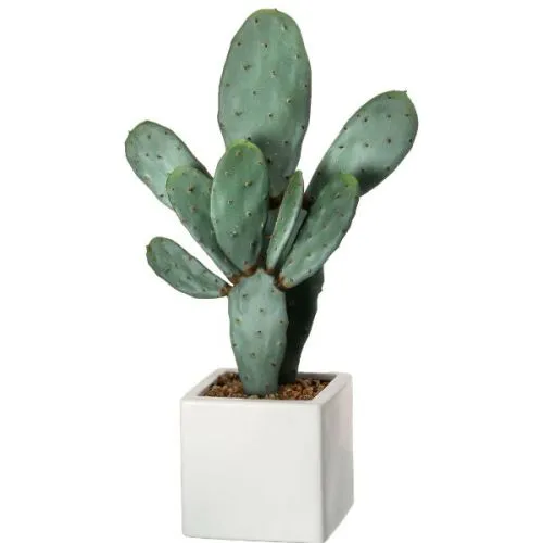 OPUNTIA 5/22