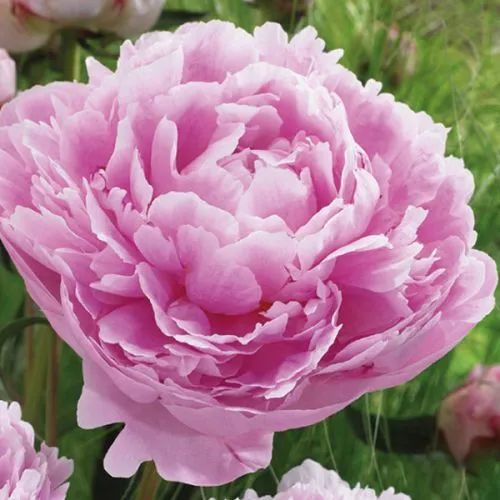Paeonia Officinalis Pink božur 1/1