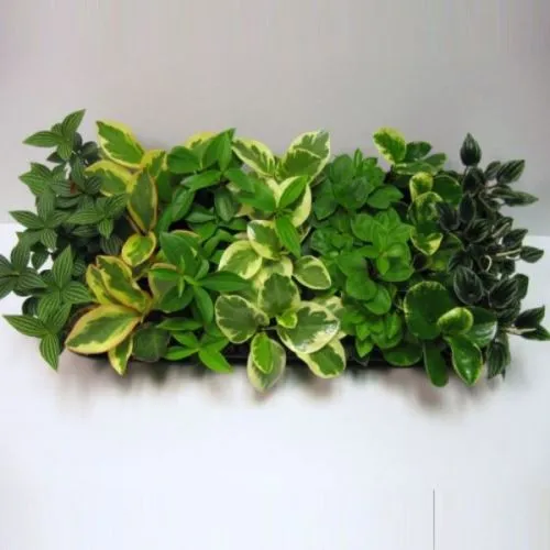 PEPEROMIA MIX 10/15