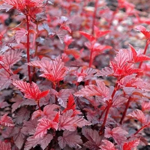 Physocarpus opulfolius lady in red - c3 l - 30/40 cm